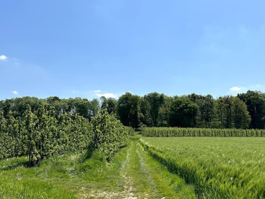 Vakantiewoning Hoogveld Kortessem Kültér fotó
